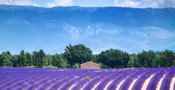 provence
