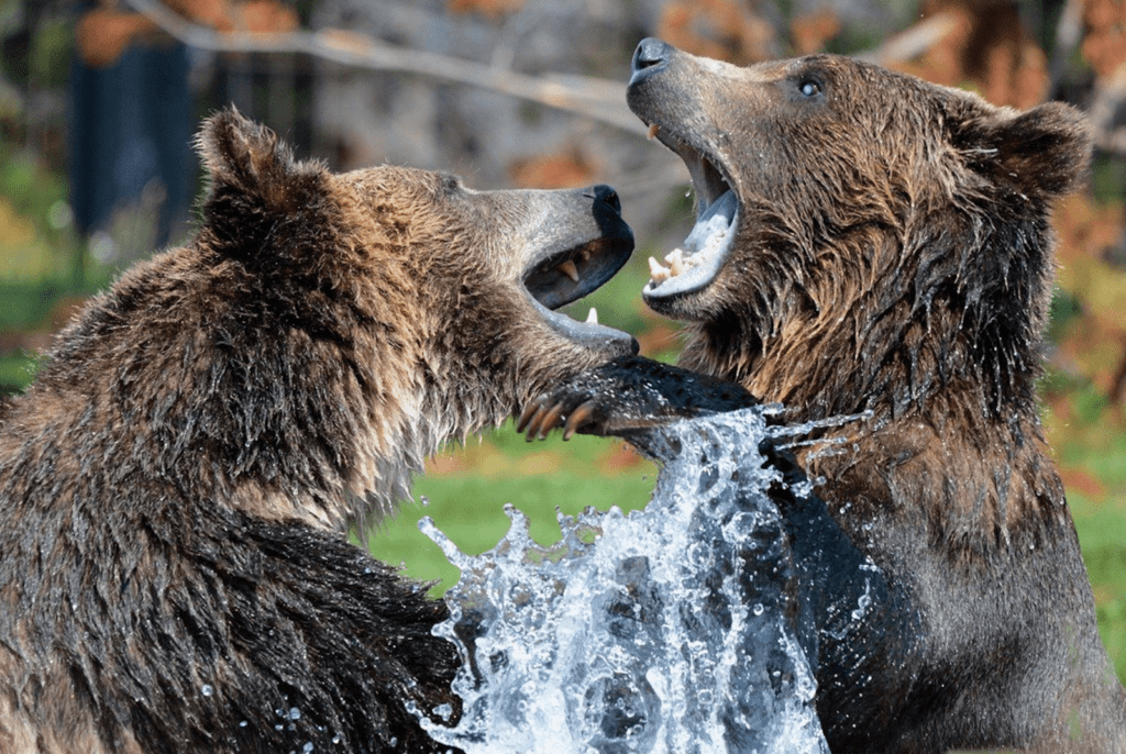 medvedarium-beroun-2977602