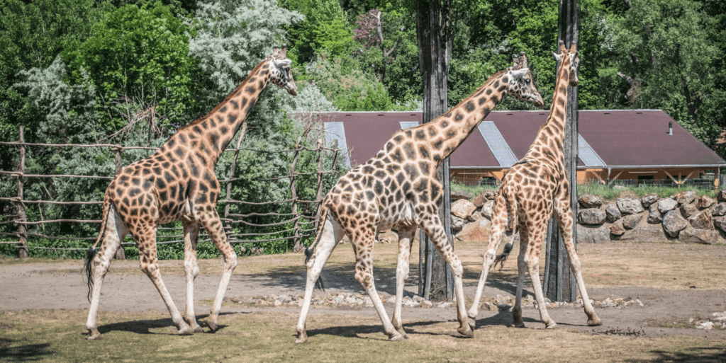 zoo-plzen-6720202
