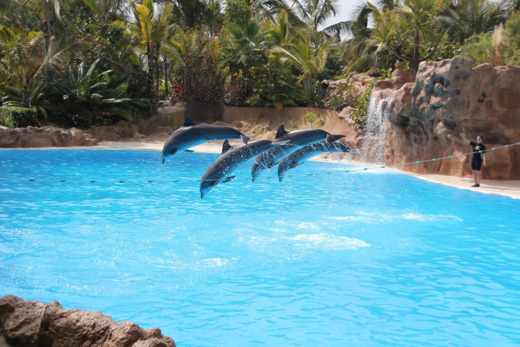 loro-park-tenerife-5366621