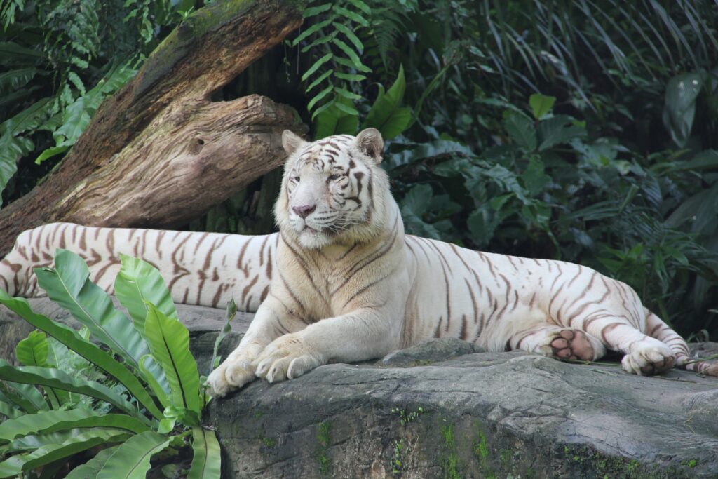 singapur-zoo-1