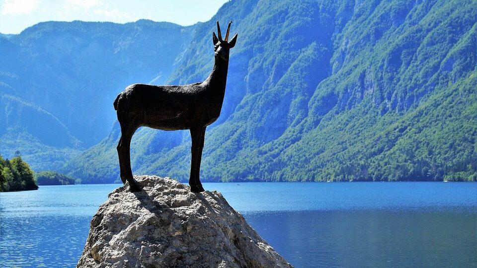 kamzik-zlatoroh-bohinjske-jezero